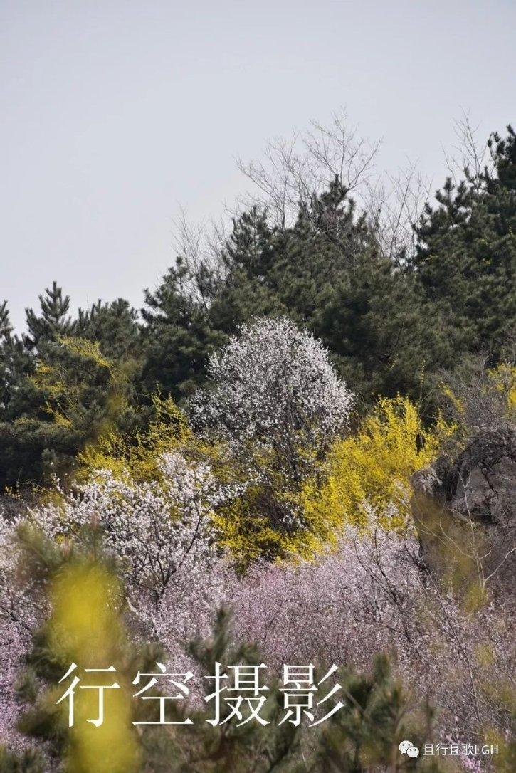 逃离野丛之森